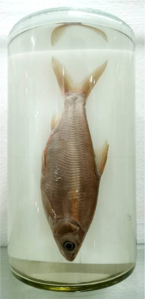 Рыба. Мелкочешуйный желтопер, Амурский желтоперый подуст (Plagiognathops microlepis)