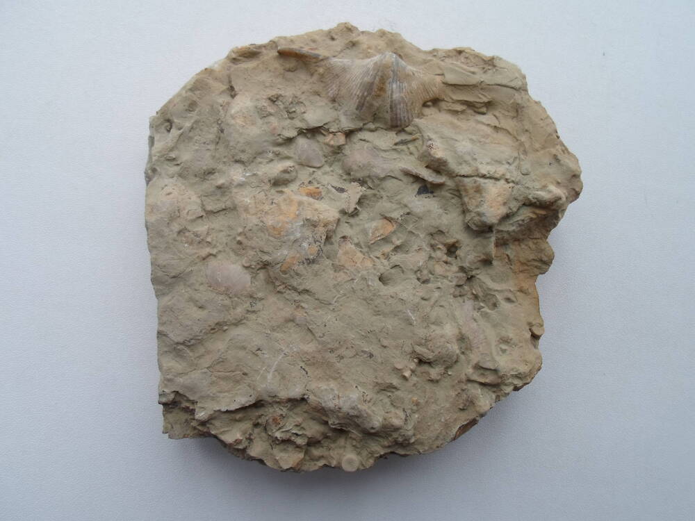 Фрагмент камня с окаменевшими моллюсками (брахеоподами)