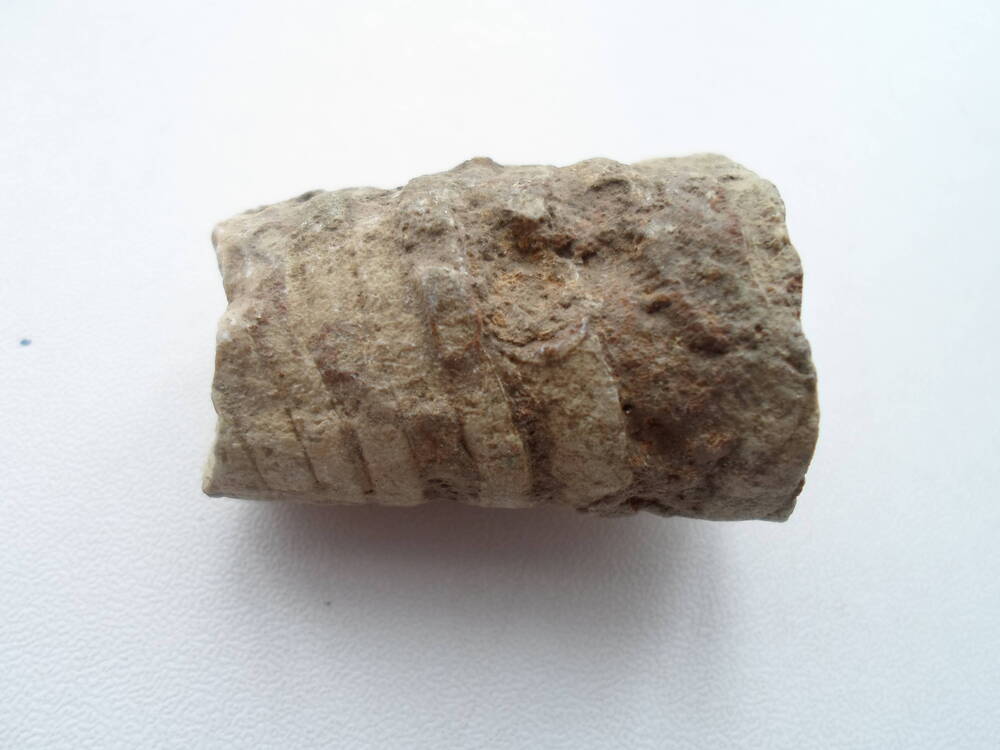 Фрагмент окаменевшей раковины моллюска девонского периода