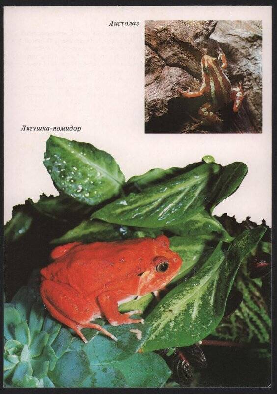  Открытка цветная   Лягушка-помидор. Листолаз