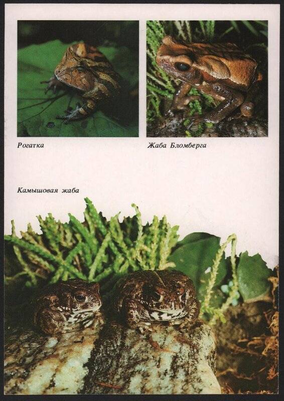  Открытка цветная   Рогатка,жаба Бломберга,камышовая жаба
