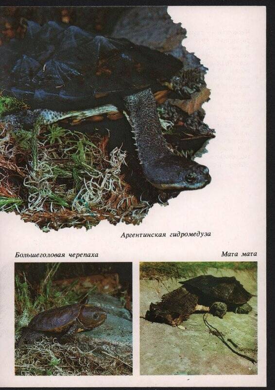  Открытка цветная   Аргентинская гидромедуза,большеголовая черепаха,мата мата