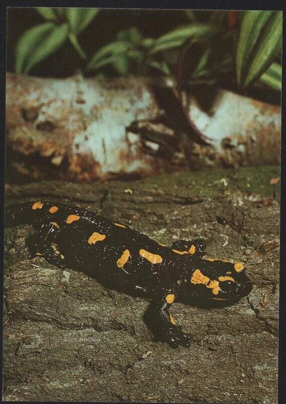  Открытка цветная   Огненная саламандра.