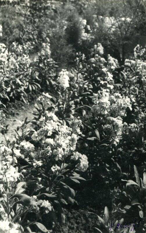 Фотография черно-белая. Цветущие флоксы на ботаническом участке музея