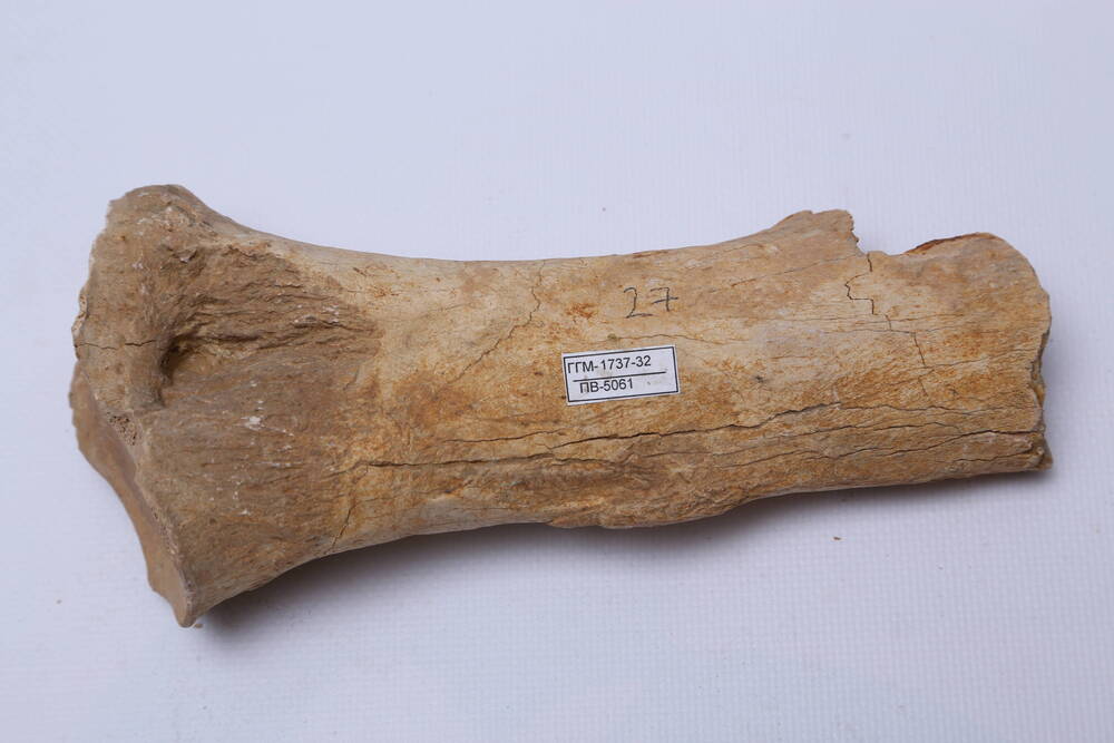 Chilotherium Kovalevskii (M.Pavlov), лучевая кость, фрагмент