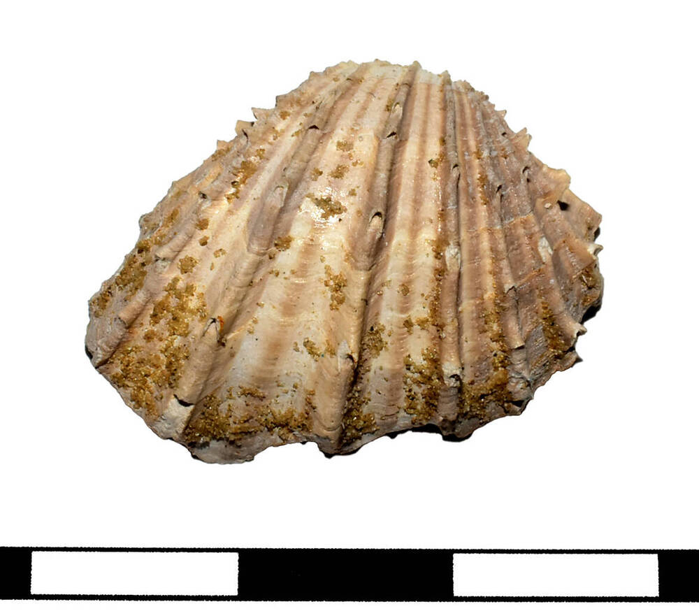 Двустворчатый, или пластинчатожаберный моллюск (лат. Bivalvia) .