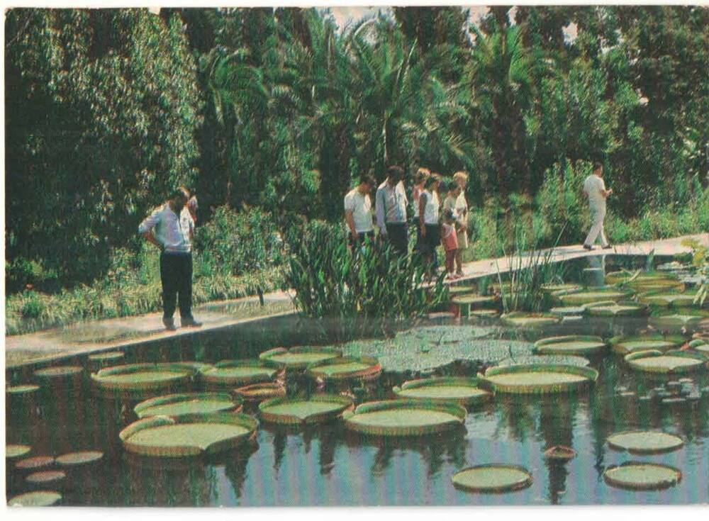 Ботанический сад 1982г