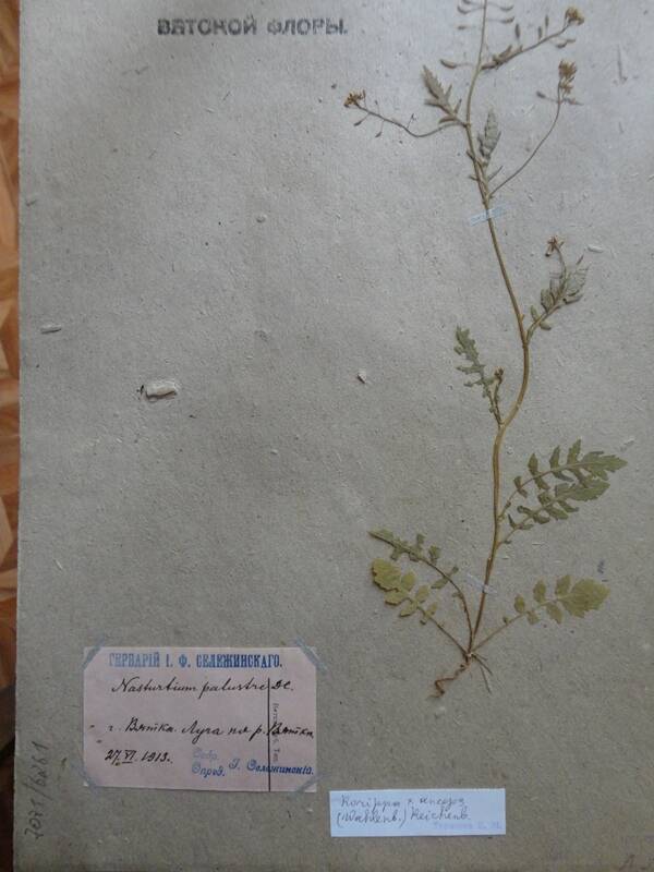 Гербарий. Nasturtium palustre. Из основного гербария местной флоры