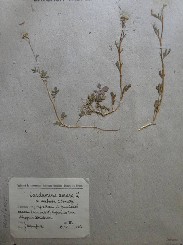 Гербарий. Сardamine amara. Из основного гербария местной флоры