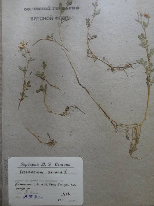 Гербарий. Сardamine amara. Из основного гербария местной флоры