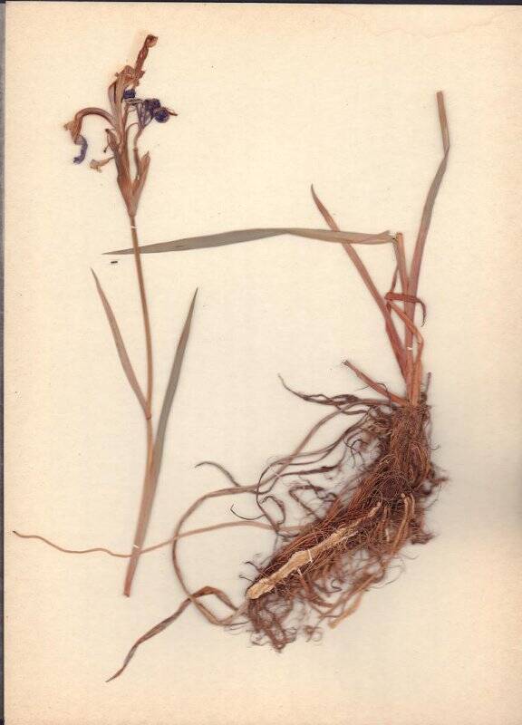Гербарий. Касатик гладкий. Iris laevigata Fisch.et С.А. Mey