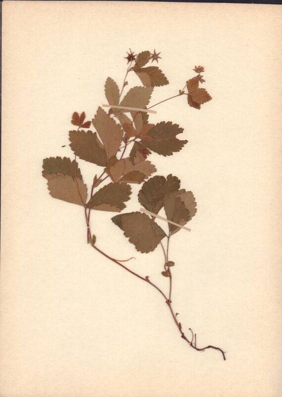 Гербарий. Княженика. Rubus arcticus L.