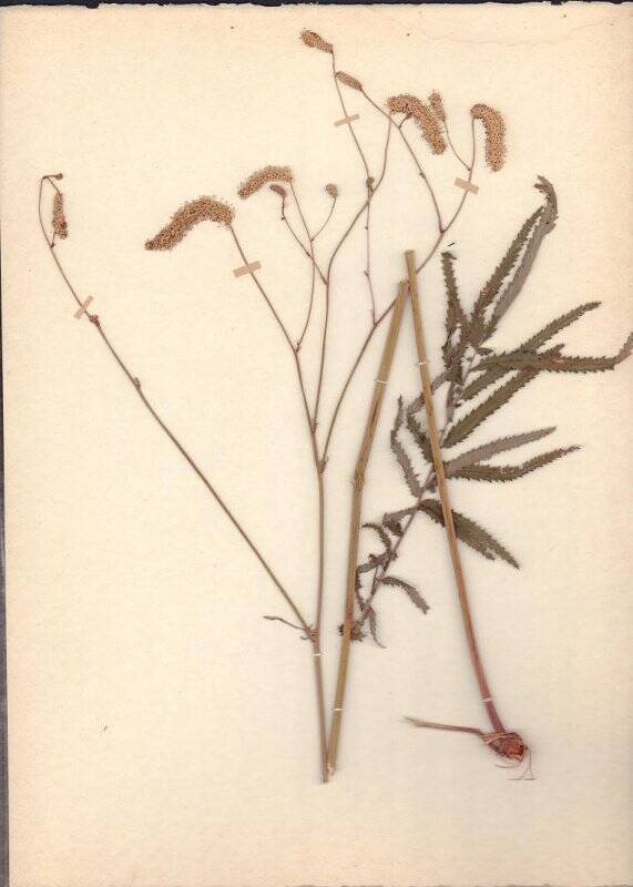 Гербарий. Кровохлебка мелкоцветковая. Sanguisorba parviflora (Maxim.) Takeda.