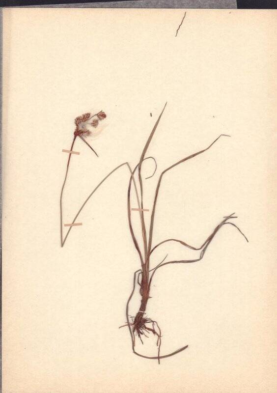 Гербарий. Пушица Комарова. Eriophorum komarovii V.N. Vassil.