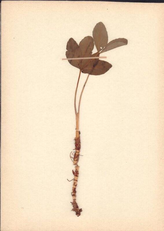 Гербарий. Вахта трехлистная. Menyanthes trifoliata L.