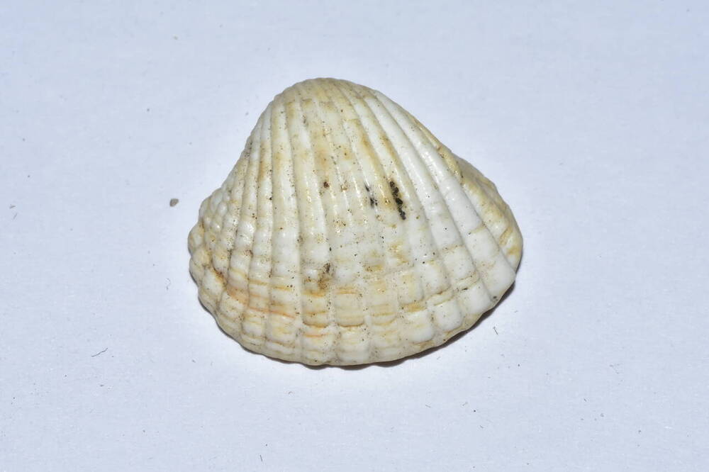 Сердцевидки, или кардииды (лат. Cardiidae) — семейство двустворчатых моллюсков из отряда Veneroida.
