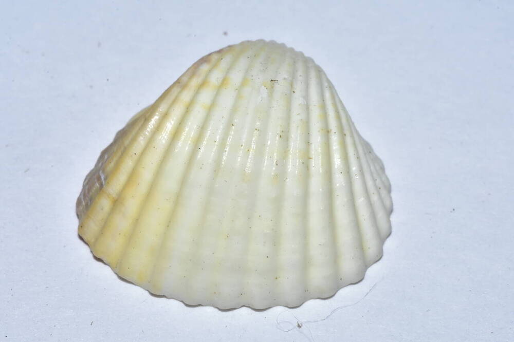 Сердцевидки, или кардииды (лат. Cardiidae) — семейство двустворчатых моллюсков из отряда Veneroida.