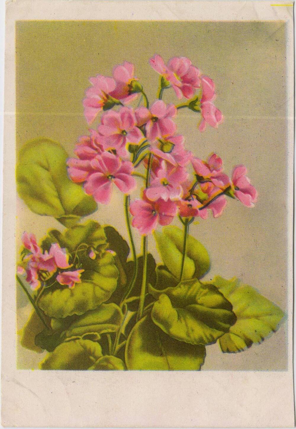 Карточка почтовая с изображением цветов герани.