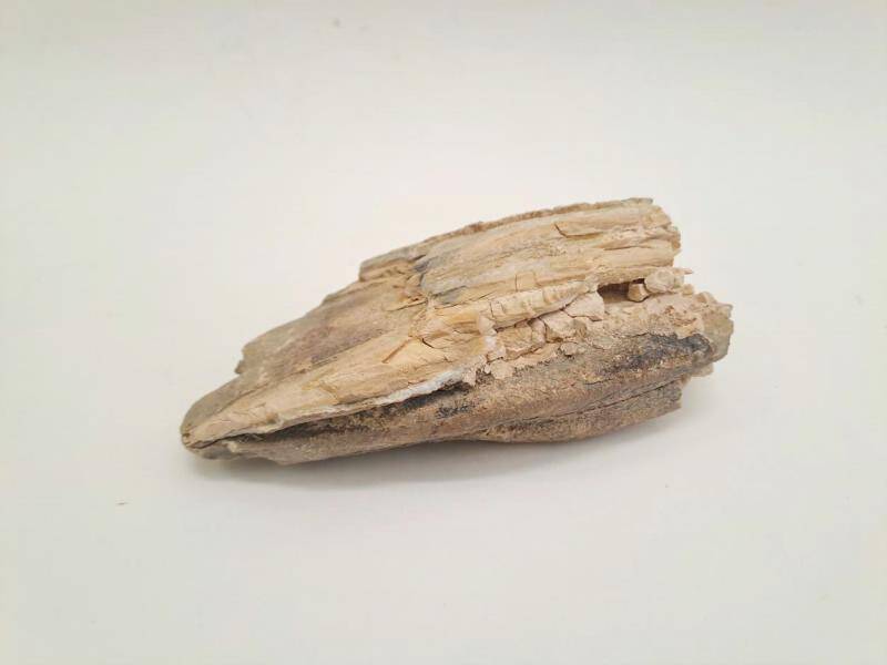 Зуб, фрагмент. Шерстистый мамонт. Mammuthus primigenius Blumenbach