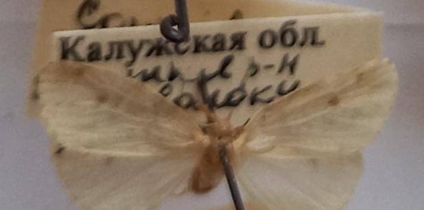 Бабочка лишайница печеночница Thumatha senex (HÜBNER, 1808) (Insecta, Lepidoptera, Erebidae), из коллекции И.В. Шмытовой