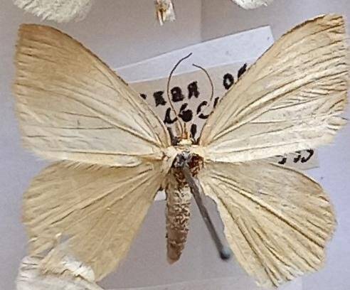 Бабочка пяденица  Chlorissa viridata (Linnaeus, 1758)  (Insecta, Lepidoptera, Geometridae), из коллекции И.В. Шмытовой