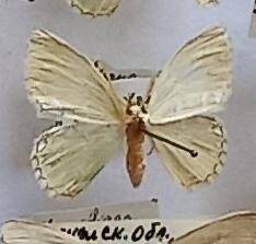 Бабочка пяденица  Comibaena bajularia (pustulata) (Denis & Schiffermuller, 1775) (Insecta, Lepidoptera, Geometridae), из коллекции И.В. Шмытовой