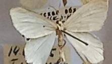 Бабочка пяденица  Hemitea aestivaria (Hbn., 1789) (Insecta, Lepidoptera, Geometridae), из коллекции И.В. Шмытовой