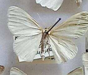 Бабочка пяденица  изумрудная Thetidia smaragdaria (Fabricius, 1787) (Insecta, Lepidoptera, Geometridae), из коллекции И.В. Шмытовой