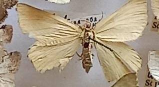 Бабочка пяденица  Thalera fimbrialis (Scopoli, 1763) (Insecta, Lepidoptera, Geometridae), из коллекции И.В. Шмытовой