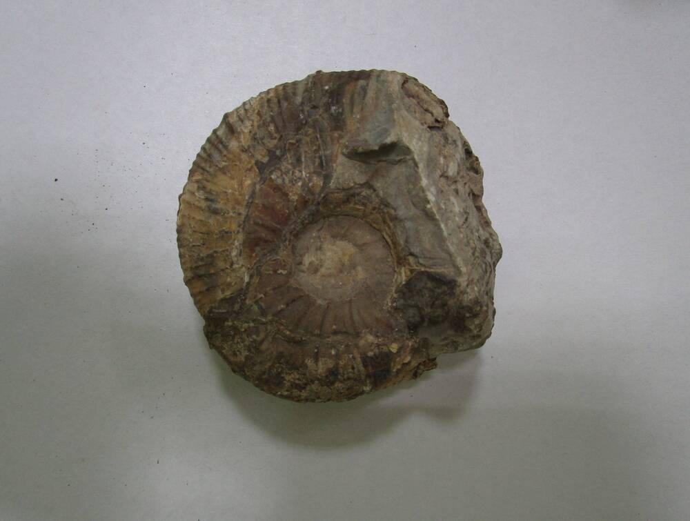Раковина аммонита, головоногого моллюска (окаменелость)