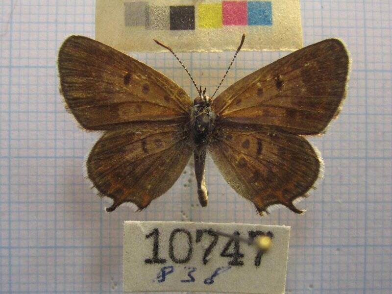Натура. Бабочка. Athamanthia phoenicura Lederer, 1870.