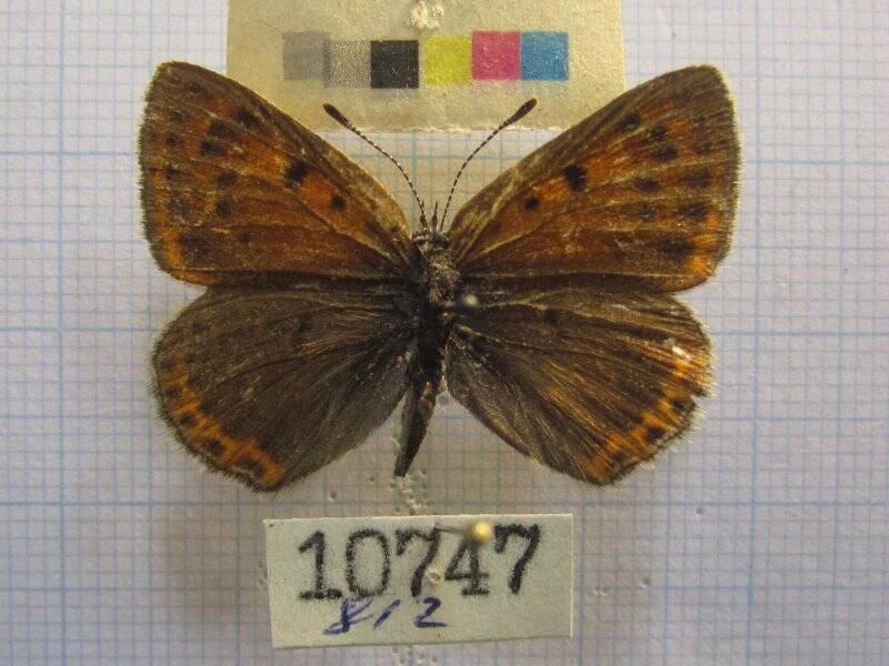 Натура. Бабочка. Heodes hippothoe Linnaeus, 1761.