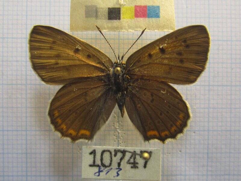 Натура. Бабочка. Heodes hippothoe Linnaeus, 1761.