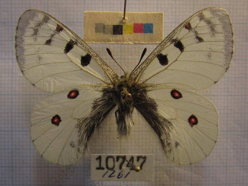Натура. Бабочка. Parnassius phoebus Fabricius, 1793.