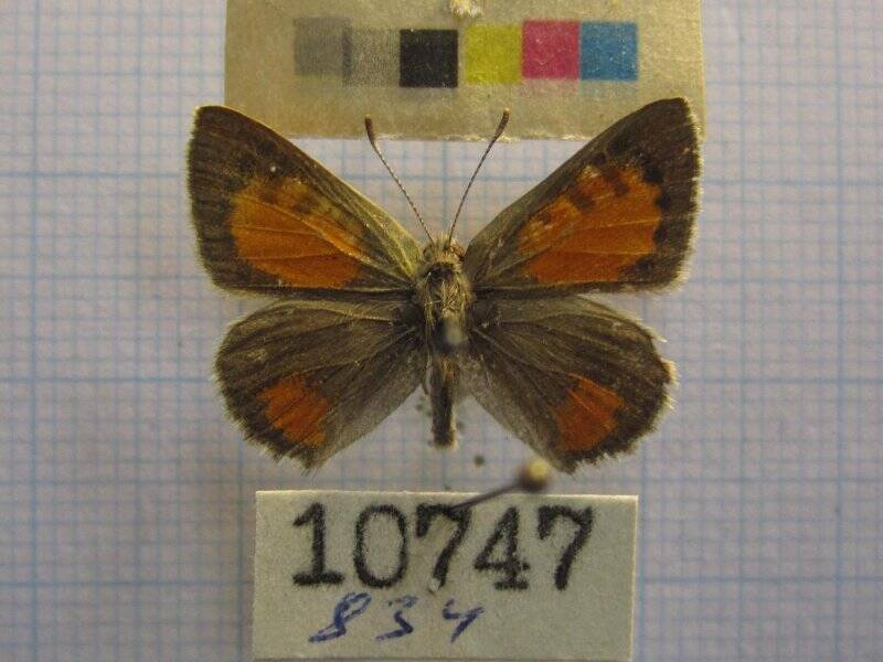 Натура. Бабочка. Tomares callimachus Eversmann, 1848.